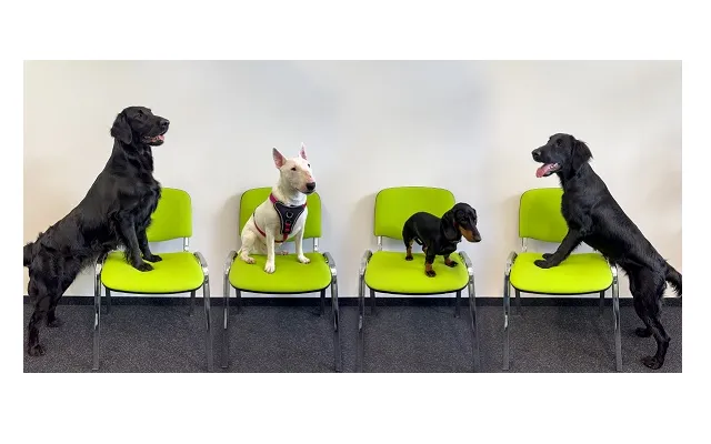 Aktionstag Kollege Hund bei Braun & Paul IT